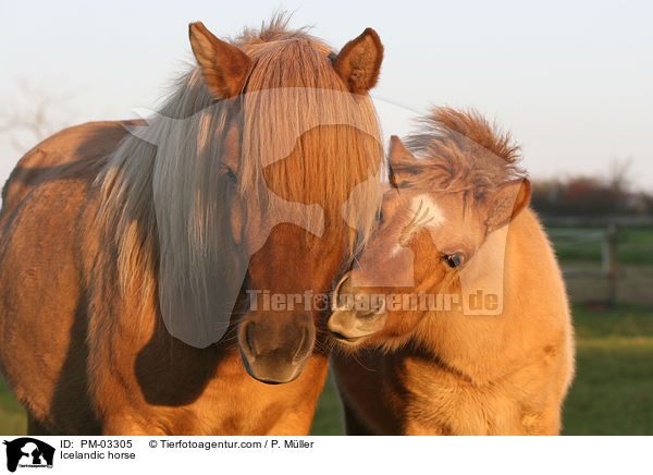 Icelandic horse / PM-03305