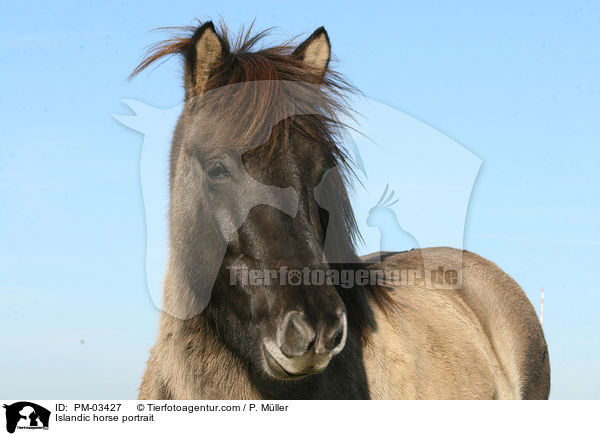 Islnder Portrait / Islandic horse portrait / PM-03427