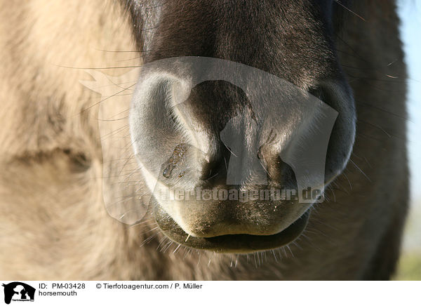 Pferdemaul / horsemouth / PM-03428