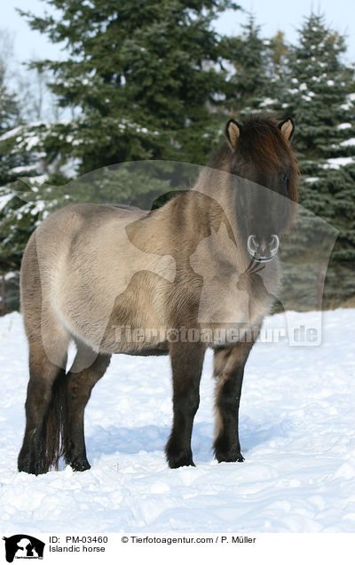 Islnder / Islandic horse / PM-03460