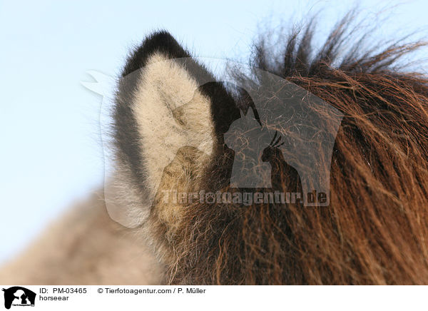Pferdeohr / horseear / PM-03465