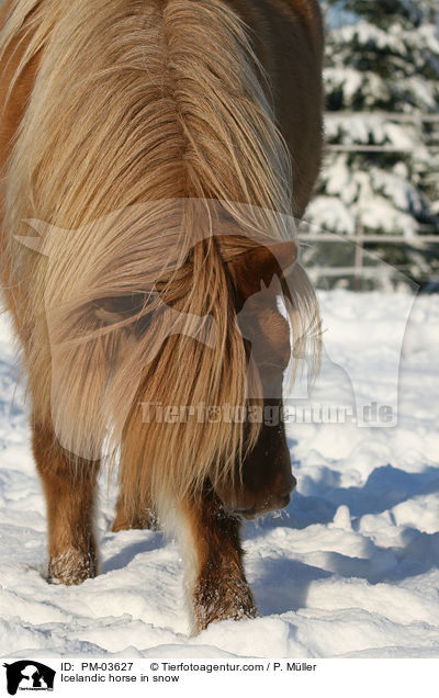 Rotfalbe im Winter / Icelandic horse in snow / PM-03627