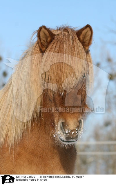 Rotfalbe im Winter / Icelandic horse in snow / PM-03632