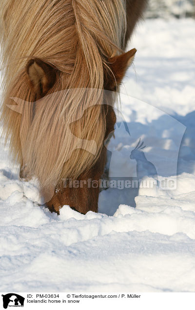Rotfalbe im Winter / Icelandic horse in snow / PM-03634