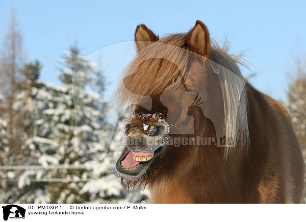 ghnender Islnder / yawning Icelandic horse / PM-03641