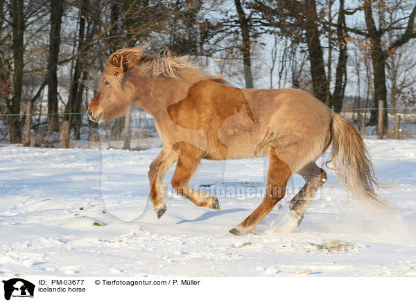 Islnder / icelandic horse / PM-03677