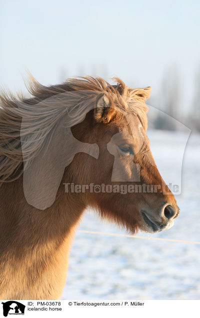 Islnder / icelandic horse / PM-03678