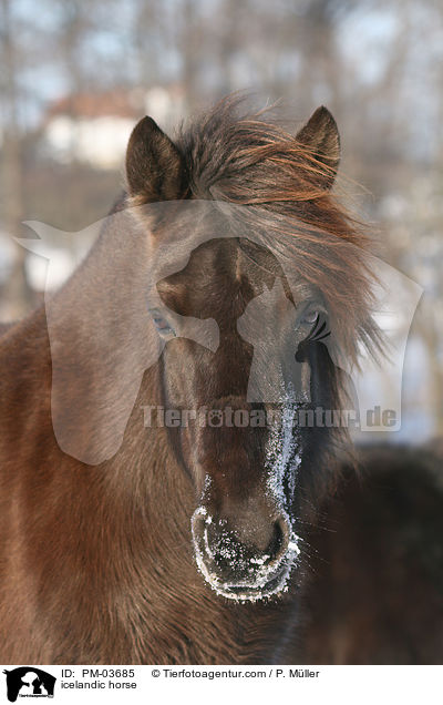 Islnder / icelandic horse / PM-03685