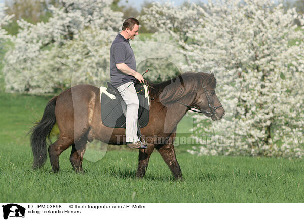 riding Icelandic Horses / PM-03898
