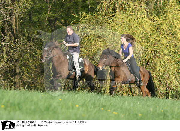 Freizeitreiten auf Islndern / riding Icelandic Horses / PM-03901