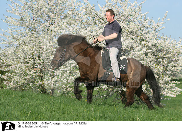 riding Icelandic Horses / PM-03905