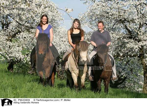 Freizeitreiten auf Islndern / riding Icelandic Horses / PM-03909
