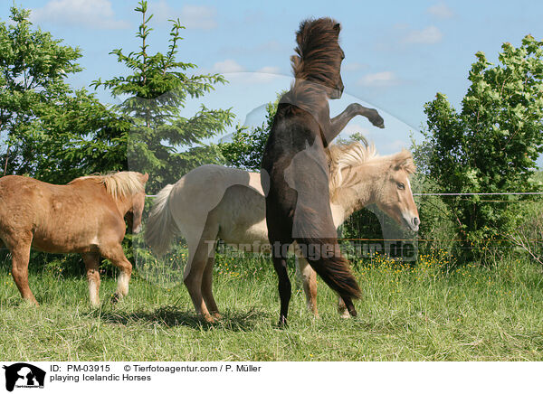 spielende Islnder / playing Icelandic Horses / PM-03915