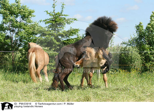 spielende Islnder / playing Icelandic Horses / PM-03916