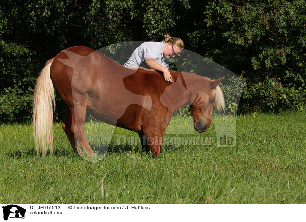 Islnder / Icelandic horse / JH-07513
