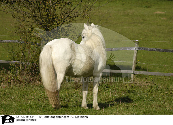 Icelandic horse / CD-01631