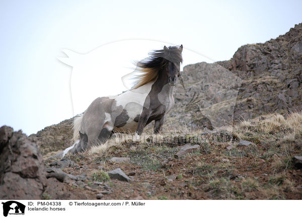Islnder / Icelandic horses / PM-04338