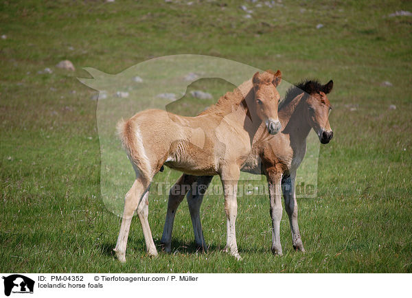 Icelandic horse foals / PM-04352