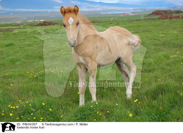 Icelandic horse foal / PM-04357