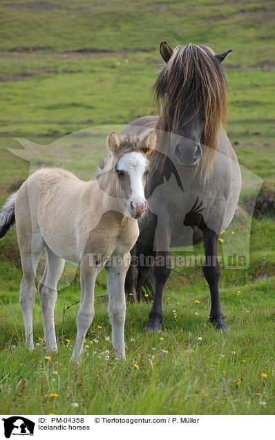 Islnder / Icelandic horses / PM-04358