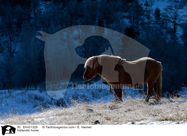 Icelandic horse / EH-01329
