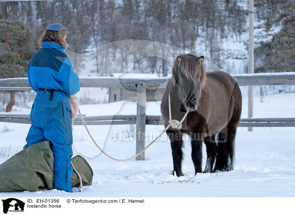 Islnder / Icelandic horse / EH-01356