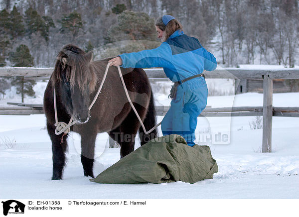 Islnder / Icelandic horse / EH-01358
