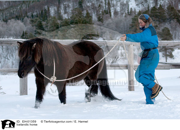 Islnder / Icelandic horse / EH-01359
