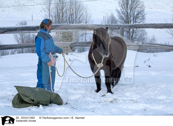 Islnder / Icelandic horse / EH-01360