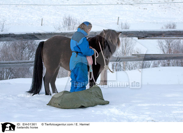 Islnder / Icelandic horse / EH-01361