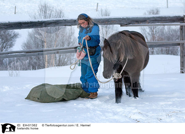 Islnder / Icelandic horse / EH-01362
