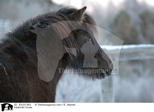 Islnder / Icelandic horse / EH-01363