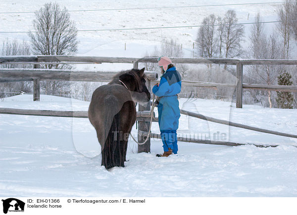 Islnder / Icelandic horse / EH-01366