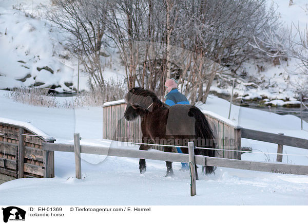 Islnder / Icelandic horse / EH-01369