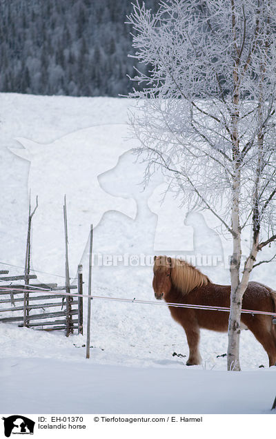 Islnder / Icelandic horse / EH-01370