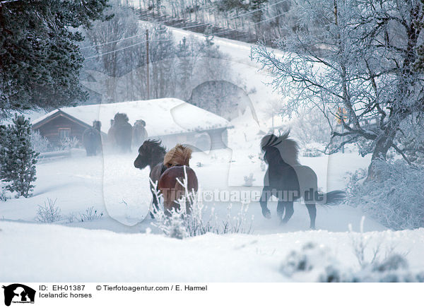 Islnder / Icelandic horses / EH-01387
