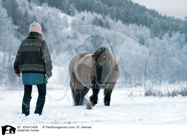Islnder / Icelandic horse / EH-01408