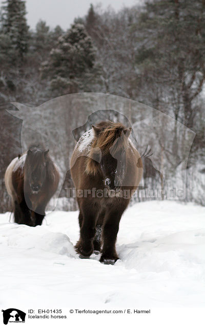 Icelandic horses / EH-01435