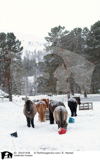 Islnder / Icelandic horses / EH-01448