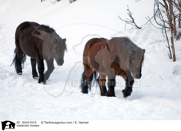 Icelandic horses / EH-01510