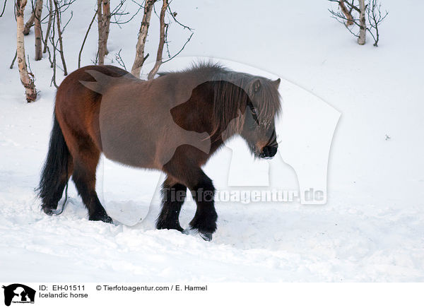 Icelandic horse / EH-01511