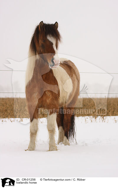 Islnder / Icelandic horse / CR-01256