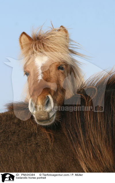 Icelandic horse portrait / PM-04384
