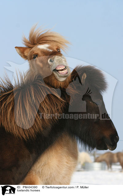 Icelandic horses / PM-04390