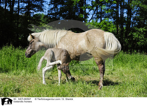 Islnder / Icelandic horses / SST-06597