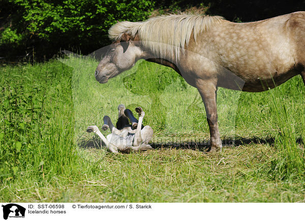 Islnder / Icelandic horses / SST-06598