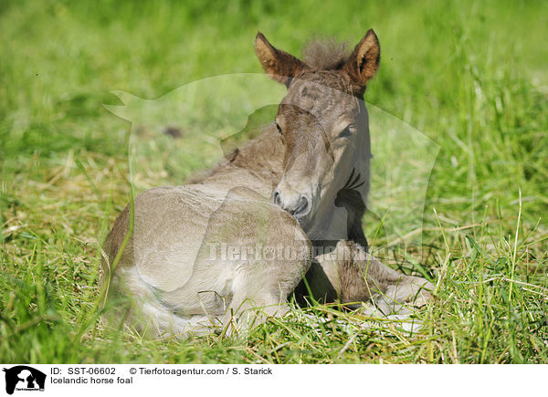 Icelandic horse foal / SST-06602