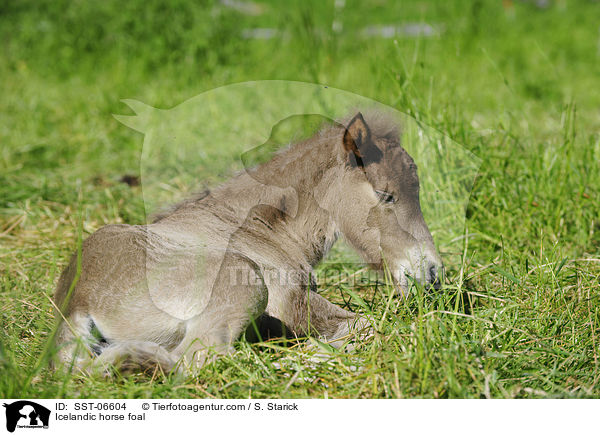 Icelandic horse foal / SST-06604