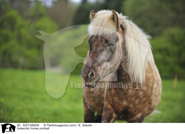 Icelandic horse portrait / SST-06609