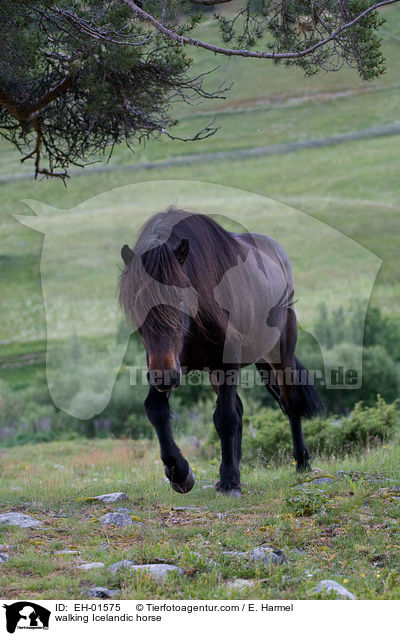 walking Icelandic horse / EH-01575